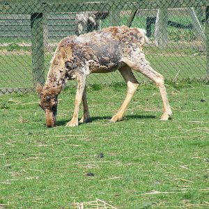 Reindeer at Fife Animal Park, 18 May 2010