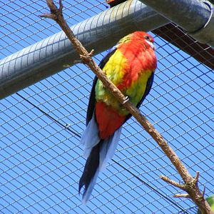 Eastern rosella at Fife Animal Park, 18 May 2010