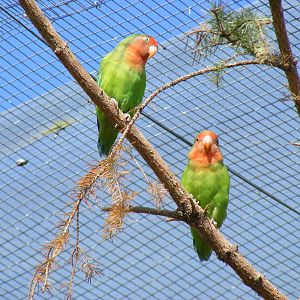Rosy-faced lovebirds at Fife Animal Park, 18 May 2010