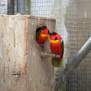 Yellow-bibbed lories at Fife Animal Park, 18 May 2010