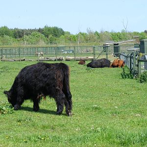 Highland cattle at Fife Animal Park, 18 May 2010