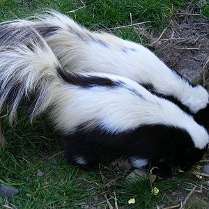 Striped skunks at Fife Animal Park, 18 May 2010