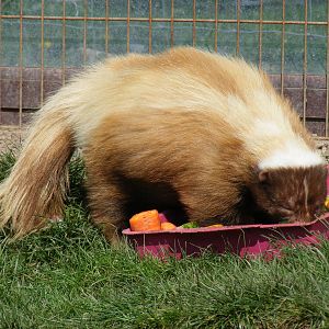Striped skunk at Fife Animal Park, 18 May 2010
