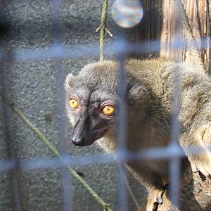 Brown lemur at Fife Animal Park, 18 May 2010