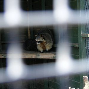 Common raccoons at Fife Animal Park, 18 May 2010
