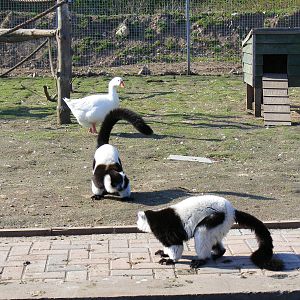 Black and white ruffed lemurs at Fife Animal Park, 18 May 2010