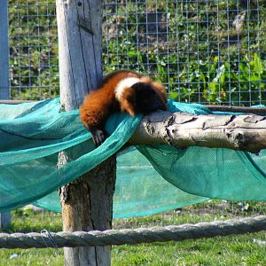 Red ruffed lemur at Fife Animal Park, 18 May 2010