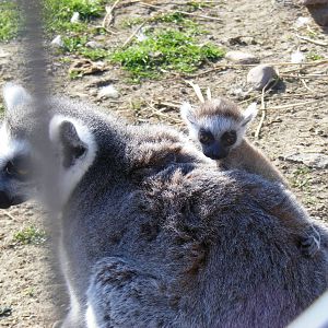 Ring-tailed lemur with baby at Fife Animal Park, 18 May 2010