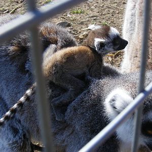 Ring-tailed lemur baby at Fife Animal Park, 18 May 2010
