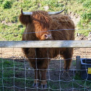 Molly the Highland cow at Fife Animal Park, 18 May 2010