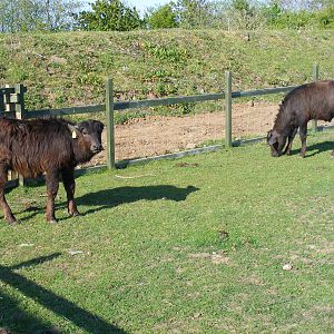 Asiatic water buffaloes at Fife Animal Park, 18 May 2010