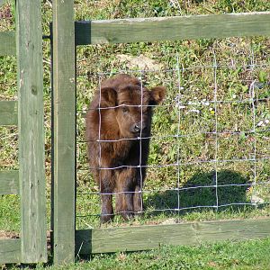 April the Highland cow at Fife Animal Park, 18 May 2010