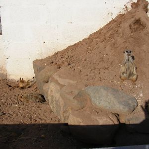 Meerkats at Fife Animal Park, 18 May 2010