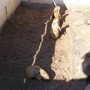 Black-tailed prairie dogs at Fife Animal Park, 18 May 2010