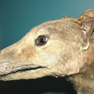 Thylacine; Natural History Museum Brussels; 14th May 2010