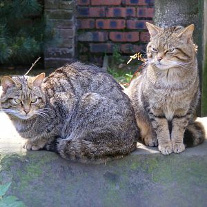 Scottish wildcats at Camperdown Wildlife Centre, 18 May 2010
