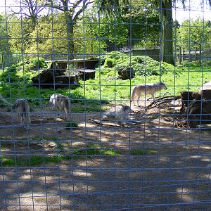 Grey wolf enclosure at Camperdown Wildlife Centre, 18 May 2010
