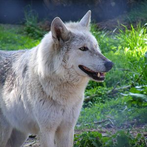 Grey wolf at Camperdown Wildlife Centre, 18 May 2010