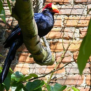 Violet turaco at Camperdown Wildlife Centre, 18 May 2010