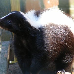 Striped skunk at Camperdown Wildlife Centre, 18 May 2010