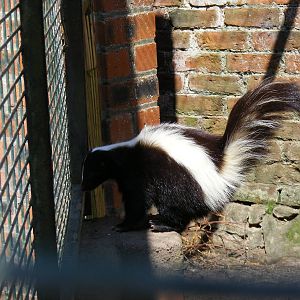 Striped skunk at Camperdown Wildlife Centre, 18 May 2010