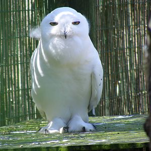 Snowy owl at Camperdown Wildlife Centre, 18 May 2010