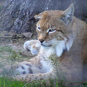 Northern lynx at Camperdown Wildlife Centre, 18 May 2010
