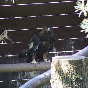 Golden eagle at Camperdown Wildlife Centre, 18 May 2010