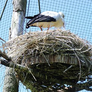 White stork on nest at Camperdown Wildlife Centre, 18 May 2010