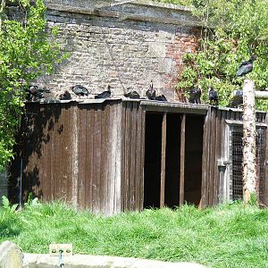 Waldrapp ibis at Camperdown Wildlife Centre, 18 May 2010