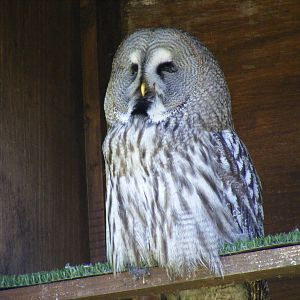 Great grey owl at Camperdown Wildlife Centre, 18 May 2010