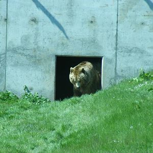 European brown bear at Camperdown Wildlife Centre, 18 May 2010