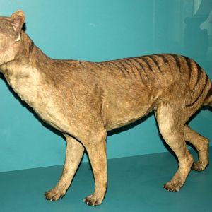 Thylacine; Natural History Museum Brussels; 14th May 2010