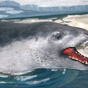 Leopard seal; Natural History Museum Brussels; 14th May 2010