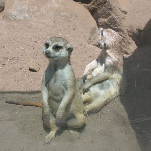 Meerkat 5-19-10