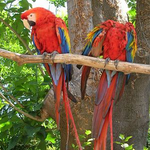 Northern Scarlet Macaw 5-19-10