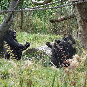Coldplay Zoo - September 2009 005