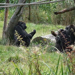 Coldplay Zoo - September 2009 007