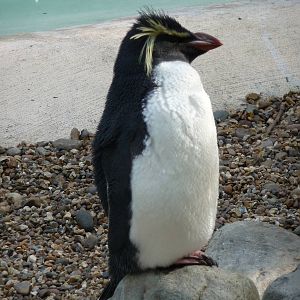 London Zoo - September 2009