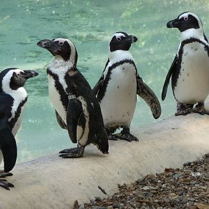 London Zoo - September 2009