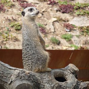 London Zoo - September 2009