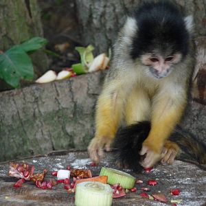 London Zoo - September 2009
