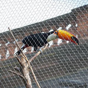 London Zoo - September 2009