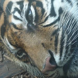 London Zoo - September 2009