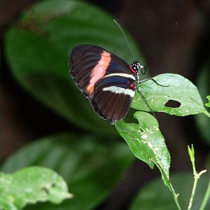 London Zoo - September 2009