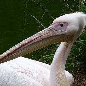 London Zoo - September 2009