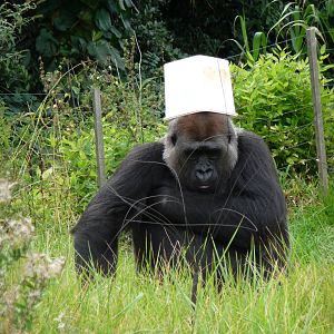 London Zoo - September 2009