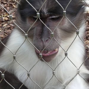 London Zoo - September 2009