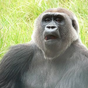 London Zoo - September 2009