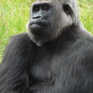 London Zoo - September 2009